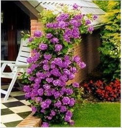 哪种苗适合攀爬墙？