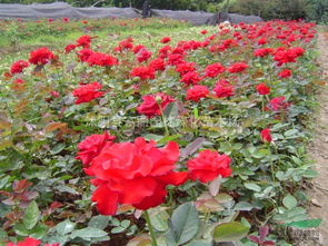 地毯系列， 花毯FlowerCarpet，美美哒