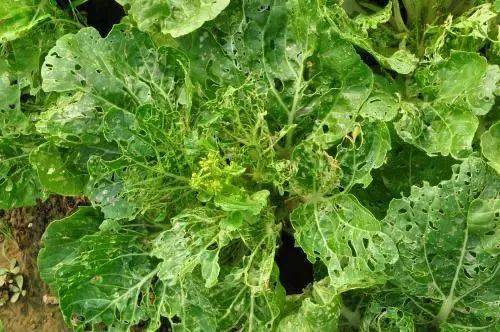 小菜蛾防治，温度是关键