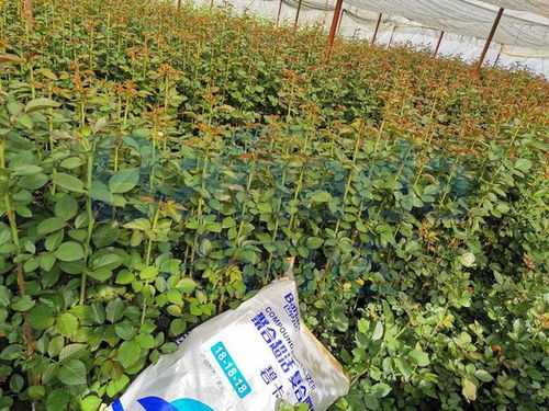 如何挑选优质85甲霜灵生产商？