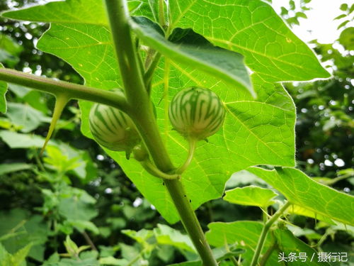 刺果瓜形似小灯笼，口感独特