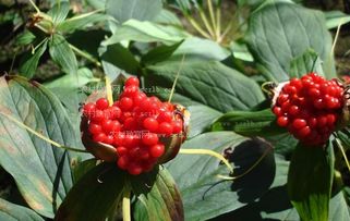 重楼种植栽培技术要点有哪些？如何确保重楼生长过程中的土壤、水分、光照和病虫害管理