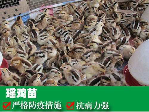 养殖户在选购土鸡苗时应关注品种、健康和生长潜力