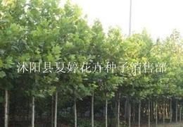 法桐， 秋天的音符