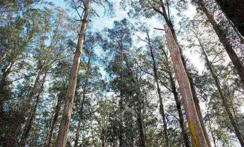 揭秘凌晨直播挖种子：真的苗圃有三特征