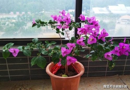 三角梅小苗快速生长的技巧，助其茁壮成长