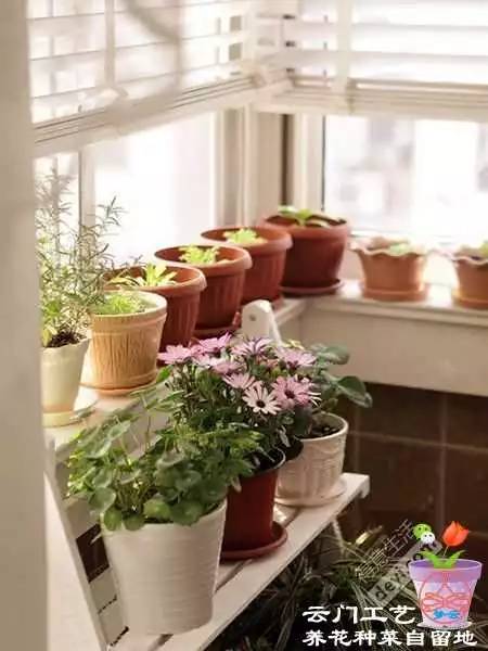 打造家庭园艺，我的绿色天地大变身