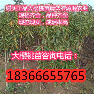 选择合适的苗木品种和规格， 市政工程绿化之路