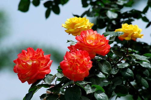 月季花开，美丽无限