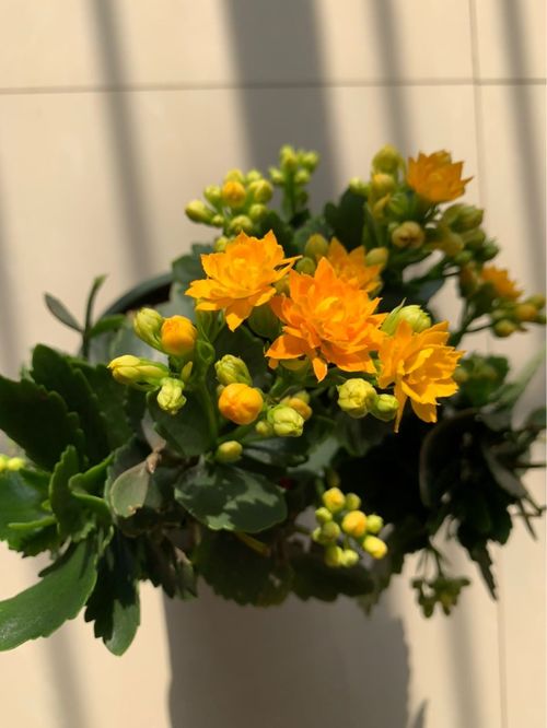 停止浇水后植物烂根能否自愈