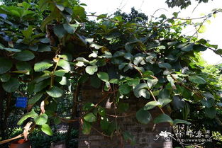 鹿角树的用途：不仅仅是观赏