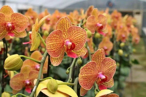 台风季降雨， 营养土还是不行