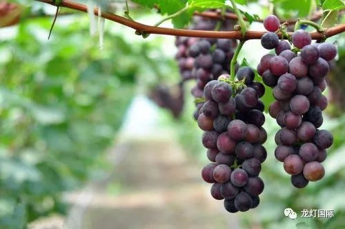 葡萄灌根的重要性