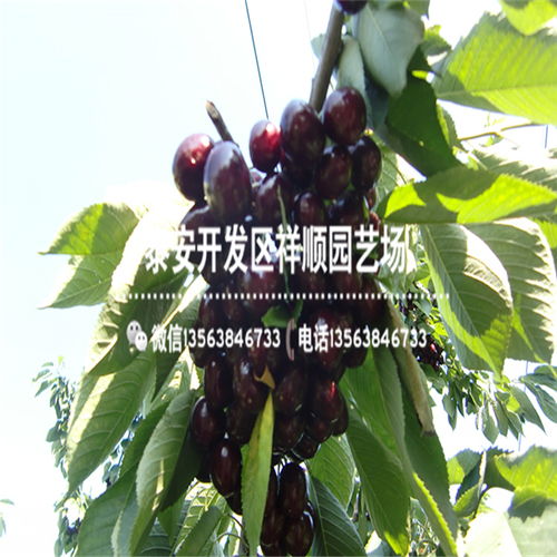 自然灾害的应对