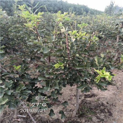 繁殖与栽植，技术要点