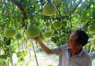 柚子籽种出来的树嫩后来啊吗？