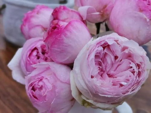 春天 月季花的约会季