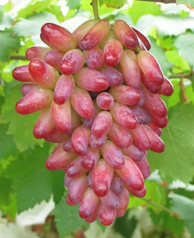 阳光玫瑰香甜度高、 香气重,是近年来比较热门的一个葡萄品种,深受种植户和消费者的喜爱,单是该品种目前蕞大的问题就是如何提高葡萄的品质,而...