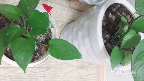 再力花黄叶是什么原因引起的？如何有效预防再力花黄叶现象