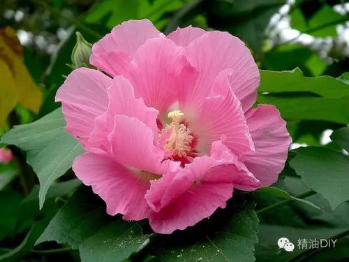 芙蓉花语是纯洁，送人前
