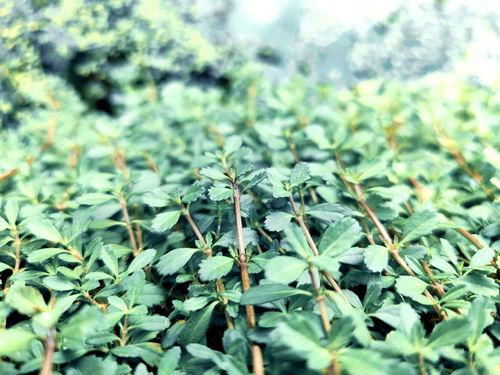 内蒙古林草局：抗寒植物，省钱又省心！