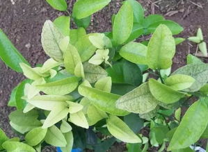 白玉兰， 那花儿中的花儿