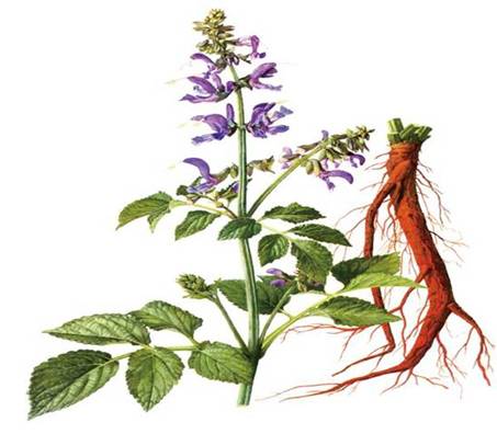 丹参种植的要点