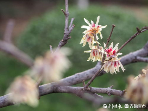 梅花叶茂，如何巧妙修剪