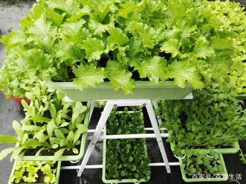 实测干货：阳台到社区花园的播种心得