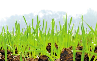 播种时间要讲究