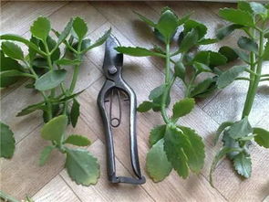 二、施肥——苗木成长的动力