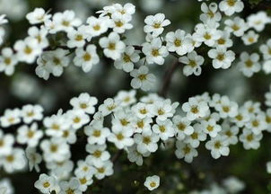 第二步：土壤也要讲究