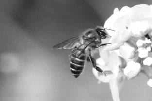 农药对蜜蜂的影响：一个不容忽视的问题
