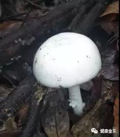 家庭种植蘑菇，如何选择合适的蘑菇品种