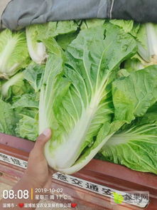 永年夏阳白菜产量激增，市场供应过剩