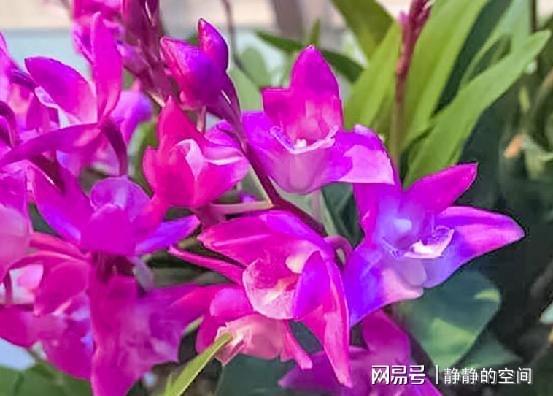 香气结界，带来愉悦心情