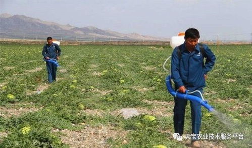 清园用药， 详细攻略来啦