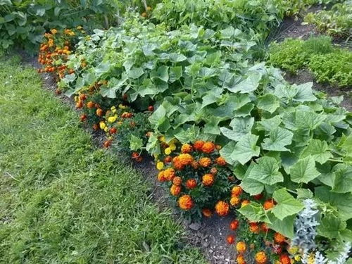 一、 植物的相生