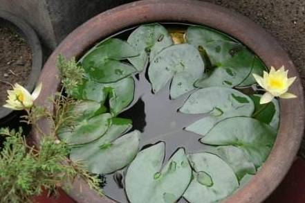 睡莲大小品种如何区分？