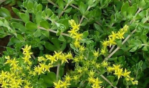 山地绿意：固土耐旱草种大揭秘