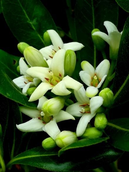 海桐花盛放，爆款香花新宠