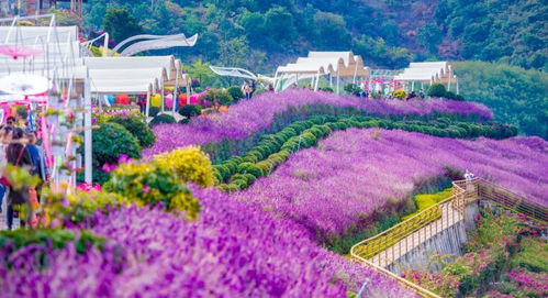 湖南花草基地的位置之谜