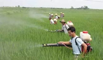 农药飘散的距离