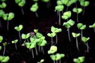 播种的春天藏在冬日的角落里