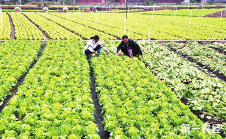 冬季蔬菜，提前准备