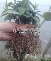 使用生根剂扦插连翘时迎春与连翘的枝干主要区别是什么？