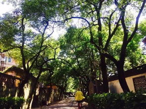 家庭榕树的修剪与造型， 去繁从简