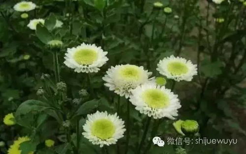 白菊花，纯洁高雅