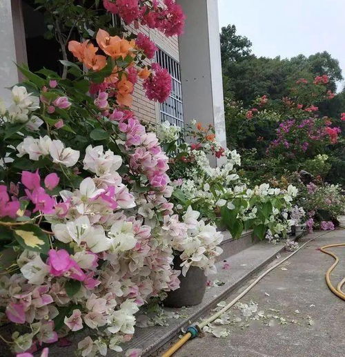 三角梅：湖南的野草