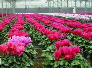 浇水玄学， 模拟自然降雨周期